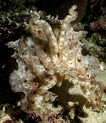 Komodo 2016 - Broadclub cuttlefish - Seiche - Sepia latimanus - IMG_6458_rc